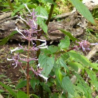 Coleus inflatus Benth.